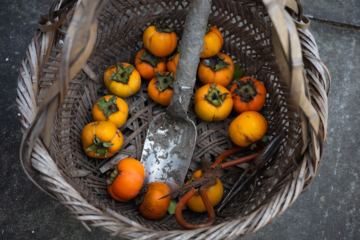 Conservation et stockage des fruits et légumes
